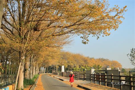 小葉欖仁樹花語|彰化田尾小葉欖仁林,遠離市區的土地,成就夕陽下的沉靜時光/彰化。